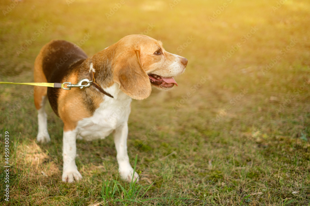 A thoroughbred young hunting dog beagle with a collar and on a leash stands and looks away. Daily dog walking
