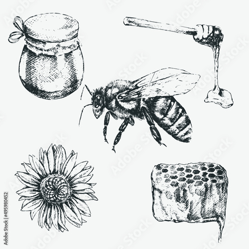 Hand drawn illustration of honey jar, honey stick, flower and  bee
