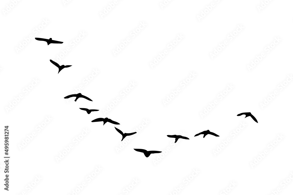 A flock of birds fly. Vector A flock of birds fly. Vector