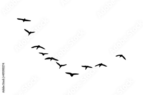 A flock of birds fly. Vector