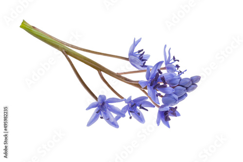 Flower alpine squill  Scilla bifolia  isolate on a white background  clipping path  no shadows. Fragile blue flower isolate on a white background.