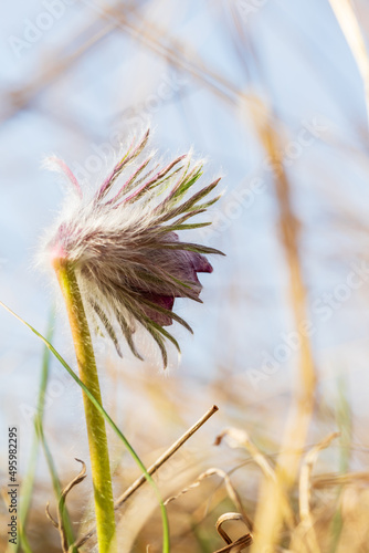 Spring purple flower in the meadow - Grasshopper - Pulsatilla pratensis