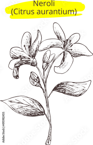 Neroli (Citrus aurantium) flower vector illustration. Vintage drawing. Graphic sketch silhouette of plant on transparent background. Eps image for  pharmacy, medicines design, label,cosmetics oil