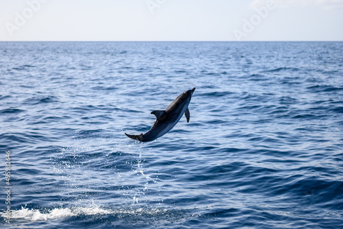 dolphin jumping in the sea © Cherelle