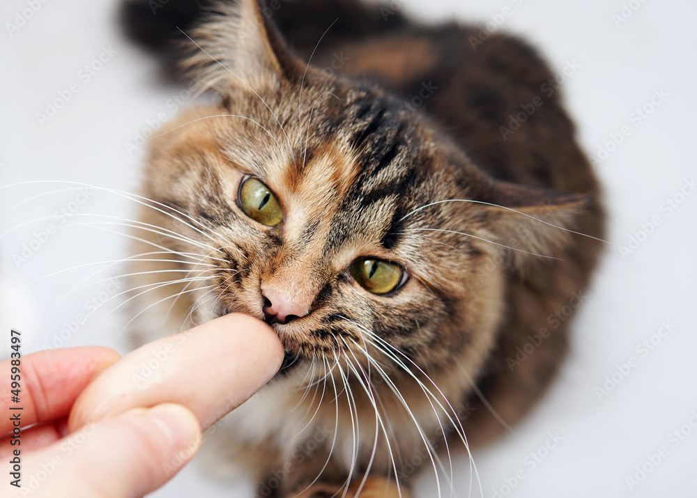 Cat eats a sausage from women hands. Isolate
