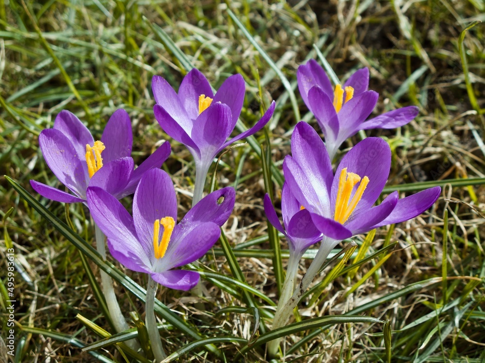 Group of purple crocus flowers growing in the grass in spring. Group of purple crocus flowers growing in the grass in spring.