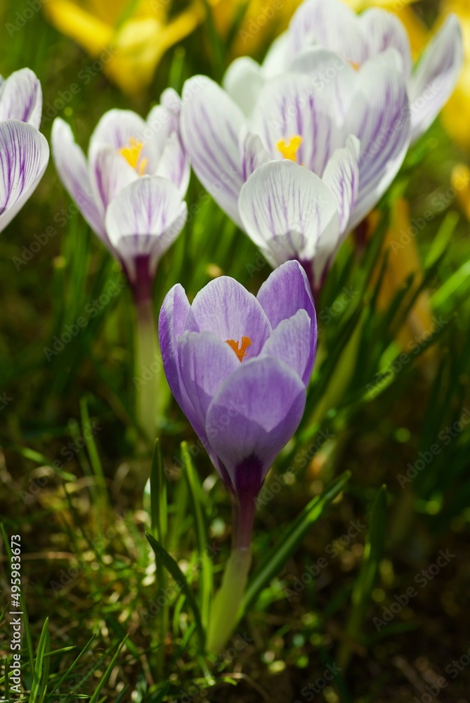 Fototapeta premium Group of pale purple crocus growing in the grass in spring. 