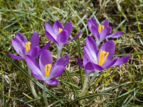 Group of purple crocus flowers growing in the grass in spring.