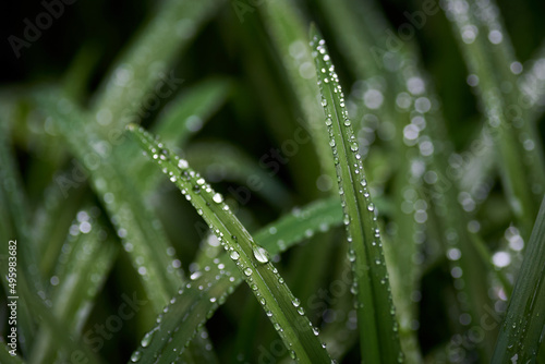 drops of water on the green grass after the rain
