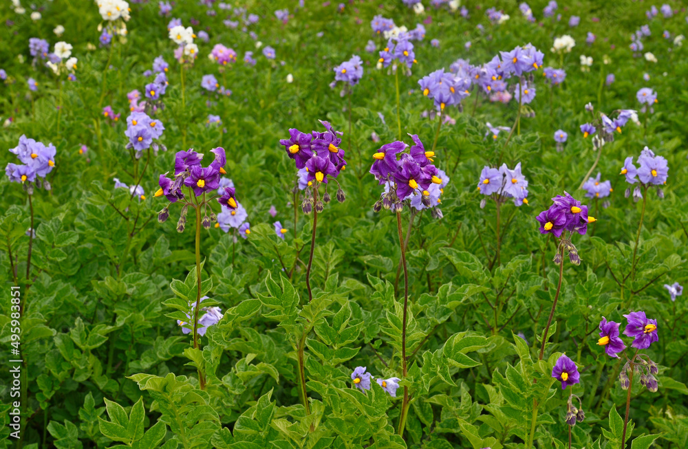 Obraz premium Potato blooming in the field