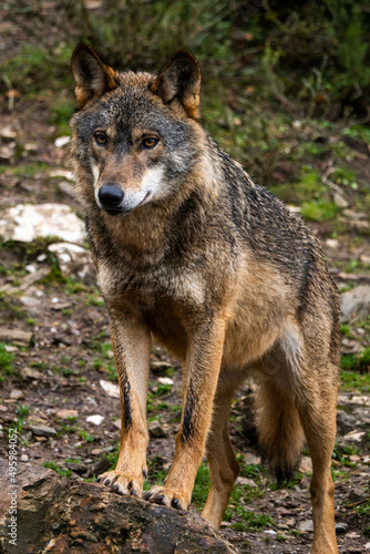 Photo of an Iberian wild wolf in the middle of nature in Zamora, Spain. Wild animal in the forest. © Irene Castro Moreno