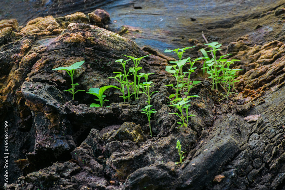 New plant growth on old tree trunk, beautiful nature stock image. Moody dark background.