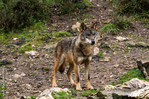 Photo of an Iberian wild wolf in the middle of nature in Zamora  Spain. Wild animal in the forest.