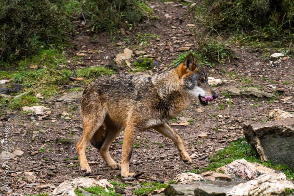 Photo of an Iberian wild wolf in the middle of nature in Zamora, Spain. Wild animal in the forest.
