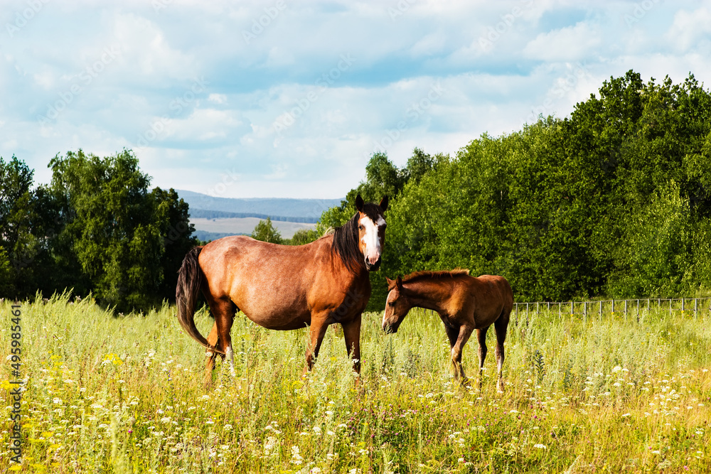 Pasturing colt and horse in the countryside. Pasturing colt and horse in the countryside.