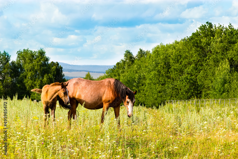 Horse and foal grazing in the meadow. Horse and foal grazing in the meadow.