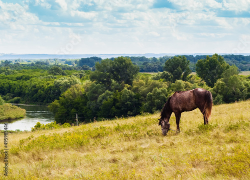 Pasturing horse in the countryside. © Olga