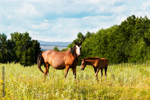 Pasturing colt and horse in the countryside. © Olga