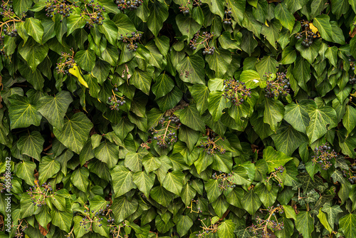 ivy leaves