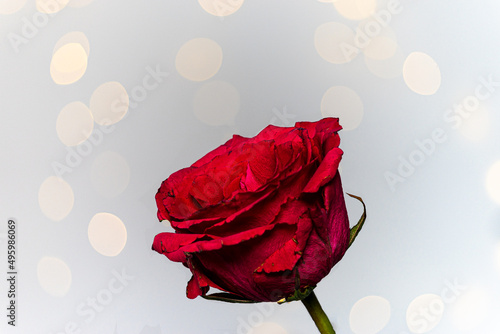 red rose with lokeh