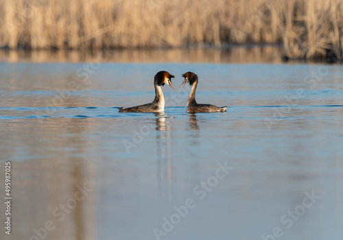Great crested grebe courthsip dance in a spring morning on the lake