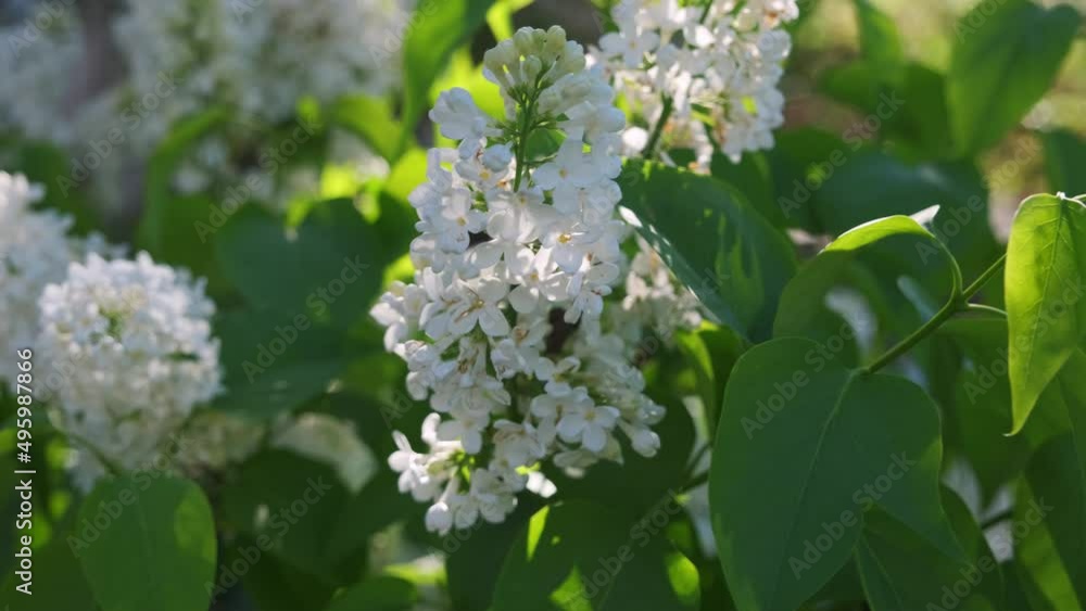 White lilac bush in spring garden. Close-up view. White lilac bush in spring garden. Close-up view.