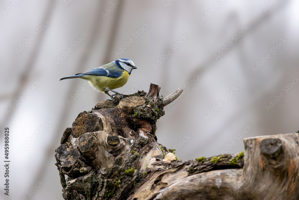 Blue tit at a feeding place at the Mönchbruch pond in a natural reserve in Hesse Germany. Looking for food in winter time. Blue tit at a feeding place at the Mönchbruch pond in a natural reserve in Hesse Germany. Looking for food in winter time.