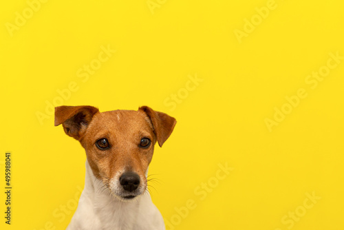 Jack Russell terrier on a yellow background. A thoroughbred dog. Copy space
