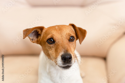 Jack Russell terrier. Thoroughbred dog close-up. Pets
