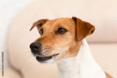 Jack Russell terrier. Thoroughbred dog close-up. Pets © Alexander