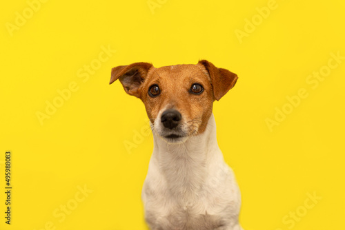 Jack Russell terrier on a yellow background. Pets. A thoroughbred dog. Portrait