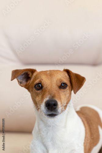 Jack Russell terrier. Thoroughbred dog close-up. Pets