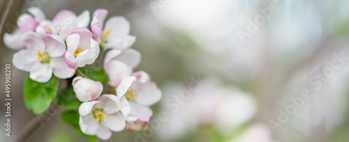 Apple blossom. Pink apple tree flowers close up banner. Selective focus on bud. 