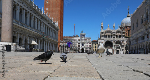 urban pigeons looking for crumbs in the Venice square during the lockdown photo