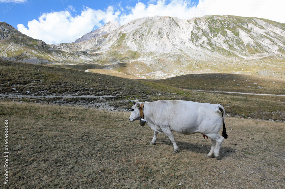 cow grazing freely in the clearing in a plateau with mountains in the background