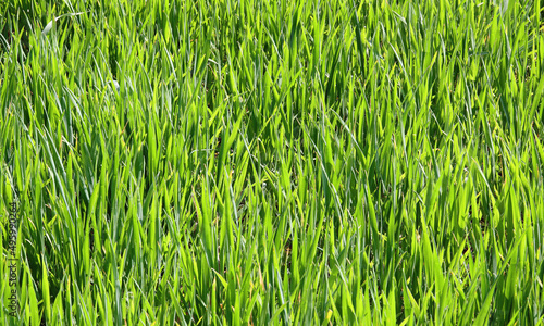 meadow of green blades of grass during the agricultural ripening season