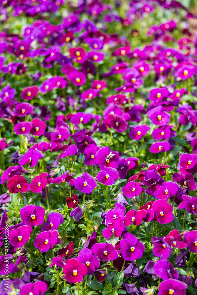 Naklejka premium Purple pansies in a field