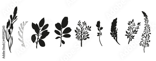Black silhouette of herbs set. On a white background. Vector illustration.