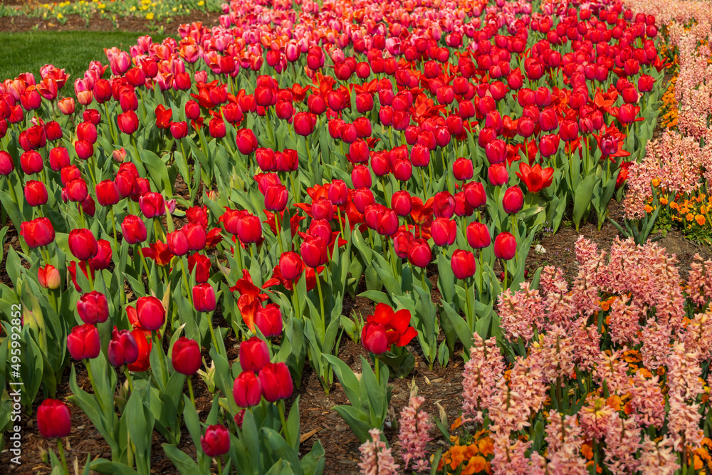 Red tulips and pink hyacinths in a field