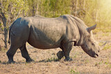 They need our help. Full length shot of a rhinoceros in the wild.
