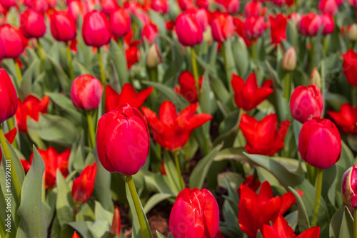 Red tulips in a field © Martina