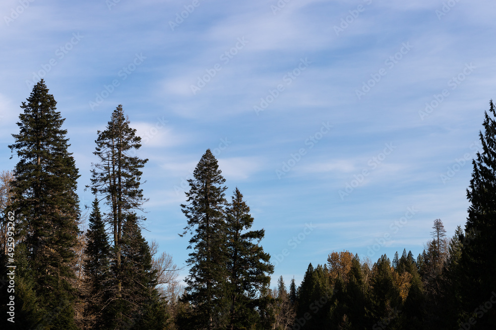 Blue Sky with White Clouds and Tall Evergreen Trees
