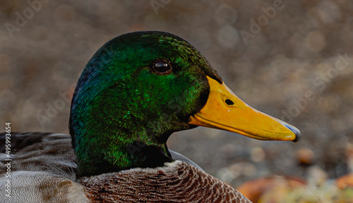 Duck Close Up