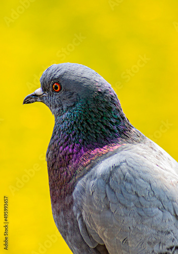 Pigeon with yellow background