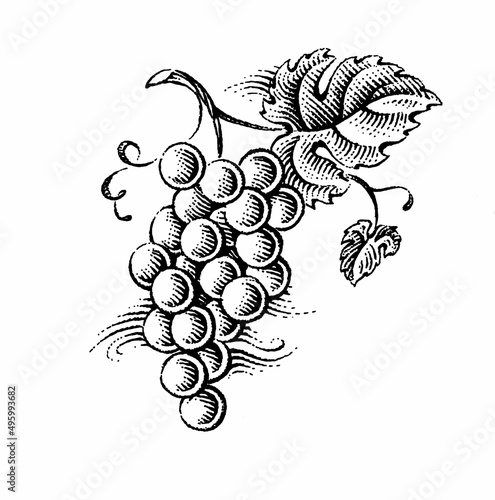 Fotografija illustration of grapes