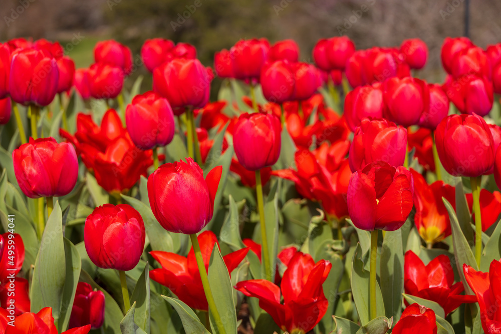Fototapeta premium Red tulips in a field