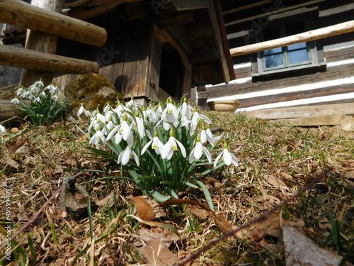 Galanthus nivalis, the snowdrop or common snowdrop, is the best-known and most widespread of the 20 species in its genus, Galanthus. Snowdrops are among the first bulbs to bloom in spring and can form photo