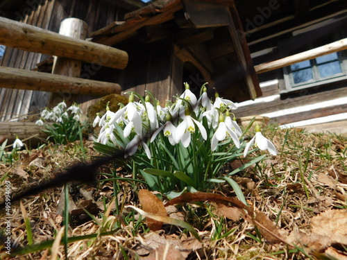 Galanthus nivalis, the snowdrop or common snowdrop, is the best-known and most widespread of the 20 species in its genus, Galanthus. Snowdrops are among the first bulbs to bloom in spring and can form photo