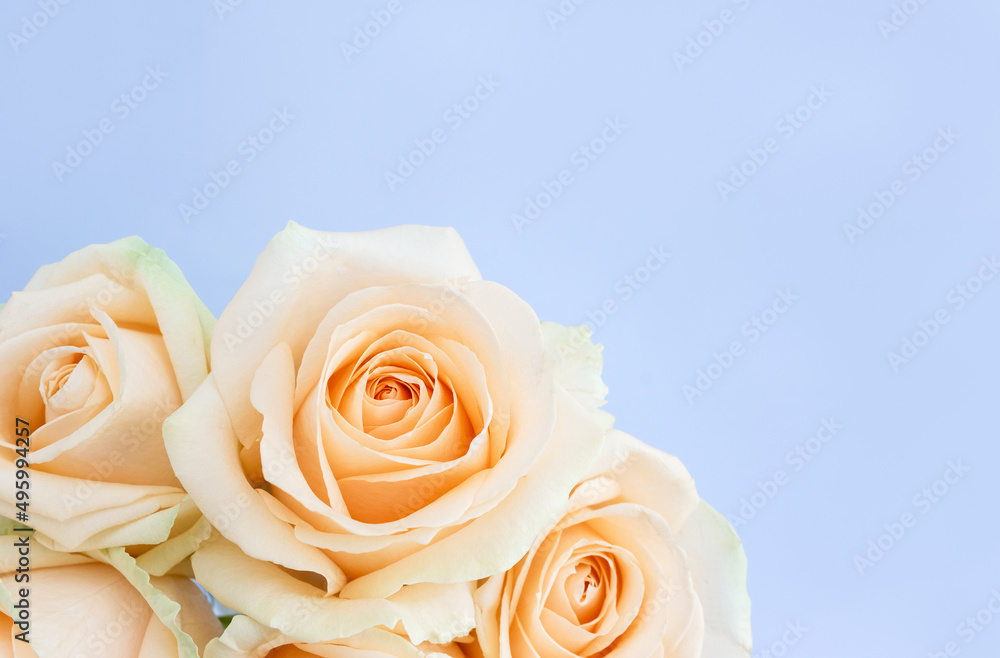 Delicate fragile bouquet of pale yellow roses on blue background. Wedding banner, selective focus, copy space Delicate fragile bouquet of pale yellow roses on blue background. Wedding banner, selective focus, copy space
