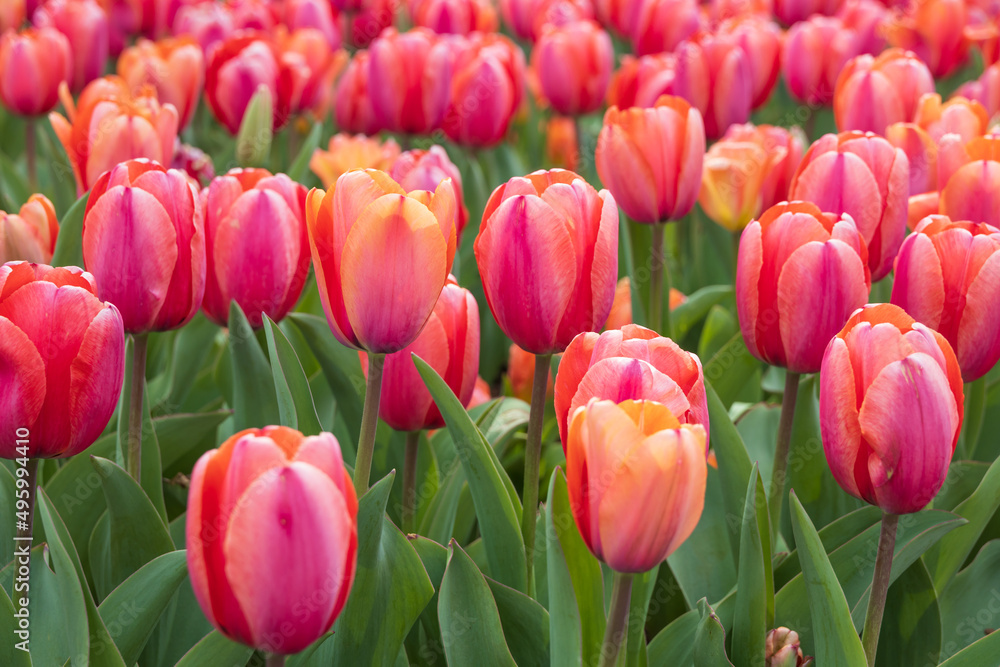 Fototapeta premium Pink and orange tulips in a field